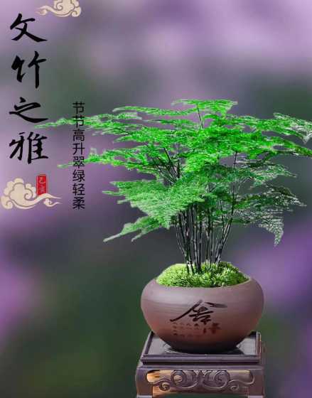 文竹象征着什么的意义 文竹寓意和象征