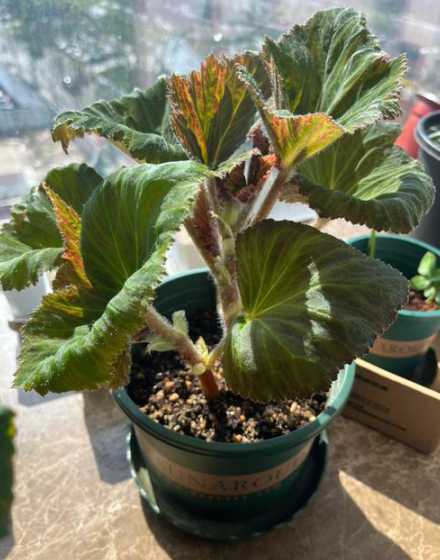球根海棠块茎怎么栽培 球根海棠怎么种植