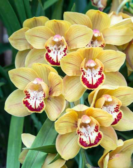 兰花开完花后怎么养护 兰花开完花后怎么养