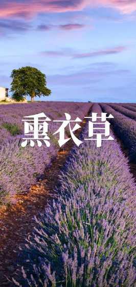 薰衣草的花为什么很小 薰衣草花环月季优缺点