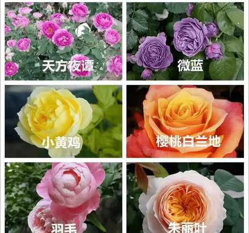 藤本月季养多久才开花 藤本月季小苗几年会大量开花