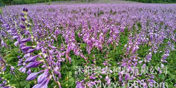 玉簪种子什么时候播种 玉簪花怎么播种,玉簪花种子播种方法步骤