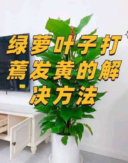 绿萝叶子为什么会黄了 为什么绿萝突然长黄叶子