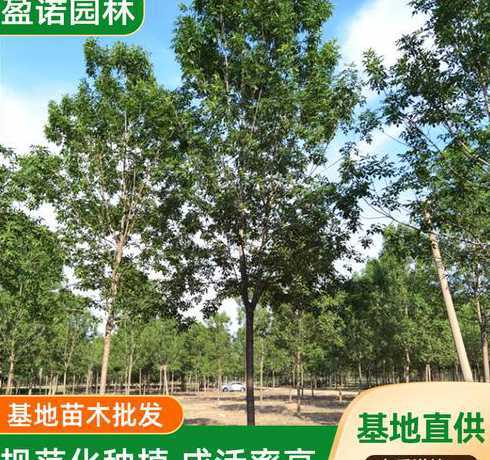 白蜡苗价格多少钱一颗 5公分白蜡树苗多少钱一颗
