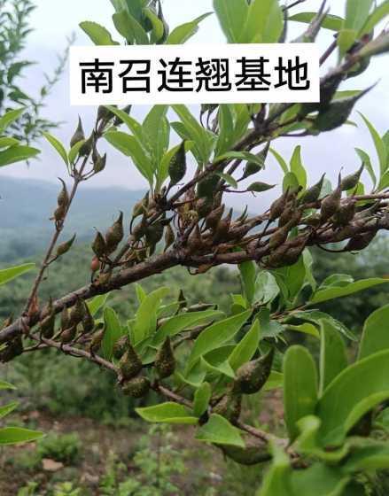 连翘怎么修剪能多果实 连翘已经结了好几年的果实了