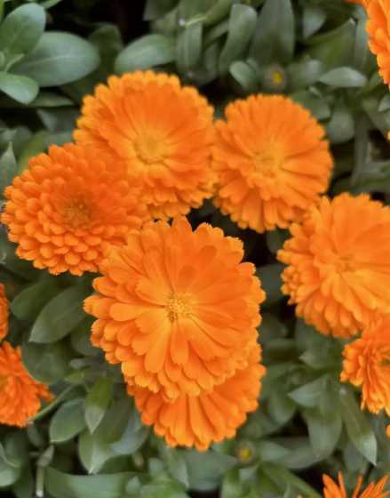 金盏菊在什么季节开花 金盏花什么季节开