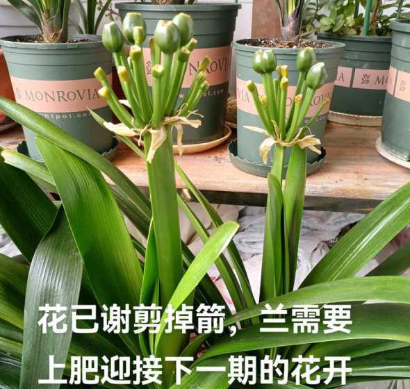 君子兰快开花怎么处理 君子兰刚有花蕾怎么让它快速开花