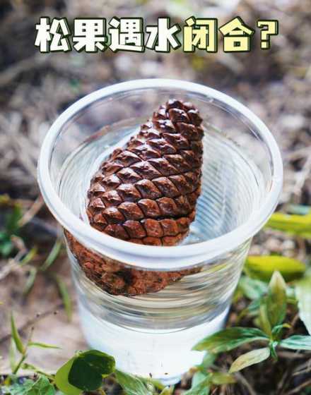 松果泡水为什么会变大 把开裂的松果泡在水里会怎样