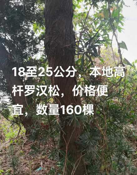 5年罗汉松价格多少钱 罗汉松价格是多少