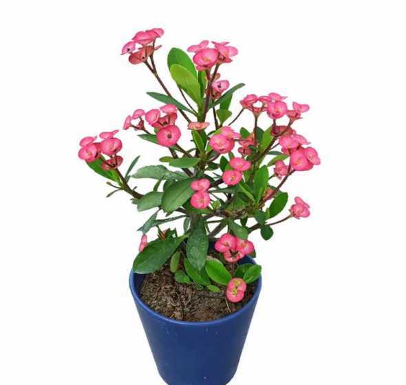 虎刺梅为什么不爱开花 我养的虎刺梅只开花,不长叶子是为什么