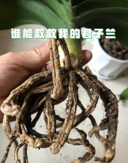 君子兰的根为什么会干 君子兰的根干瘪是怎么回事 为什么君子兰的根会干
