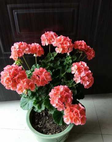 什么花朵大好看又好养 什么花最好养又大朵 色彩也比较鲜艳