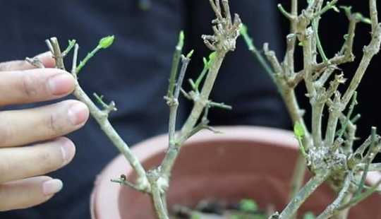 盆栽茉莉什么时候剪枝 茉莉花什么时候修剪枝