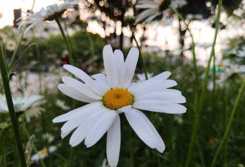 小路边的花是怎么样的 这种路边花树叫什么