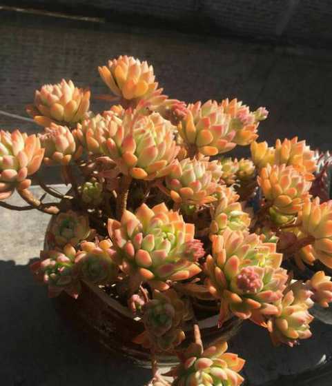 多肉植物怎么样晒太阳 多肉植物怎么晒太阳
