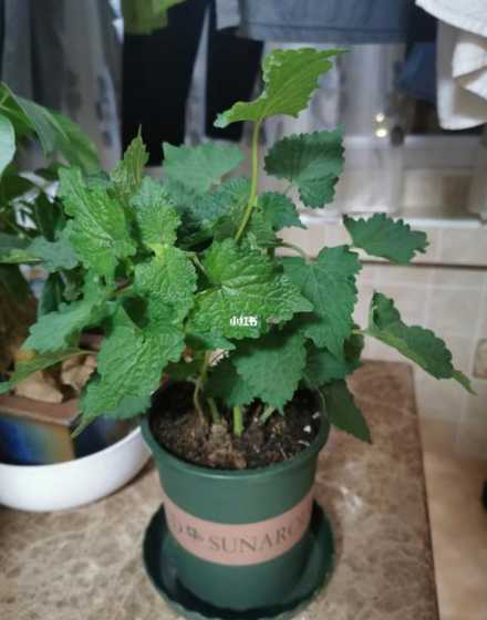 藿香盆栽怎么种植技术 藿香的种植方法是什么藿香种植中注意事项是什么