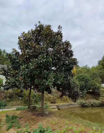 广玉兰江苏多少钱一棵 种植绿化树一亩能挣多少钱