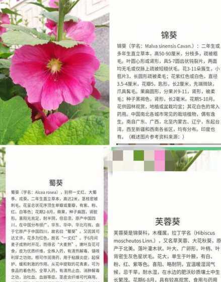 蜀葵花由红变白为什么 镜花缘是什么书