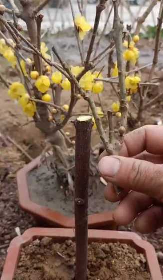 梅花可以用什么树嫁接 梅花用什么树嫁接