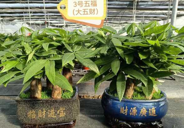 发财树盆子怎么样选择 发财树的盆子里可不可以放硬币