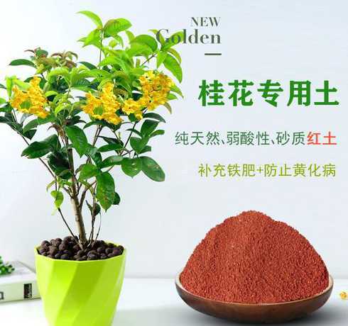 什么盆栽适合酸性土壤 酸性土壤适合种植什么花