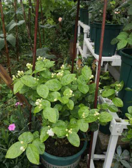茉莉花为什么这么难养 茉莉花怎么不长枝叶,茉莉花老养不好的原因(图)