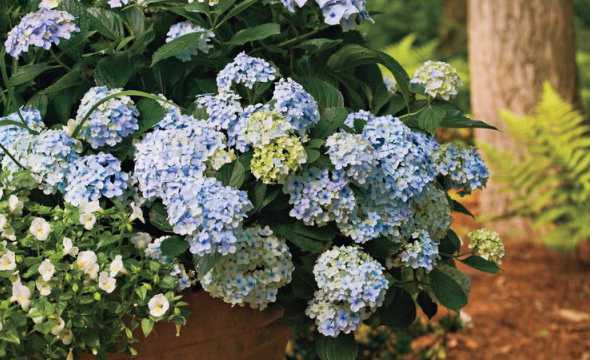 私家花园适合栽什么花 私家小花园栽什么草最好