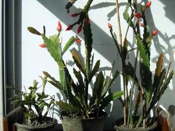 冬天令箭荷花怎么过冬 令箭荷花冬季养殖方法和注意事项