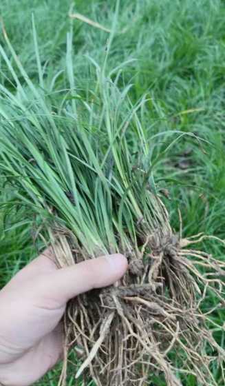 细叶麦冬一平方多少斤 麦冬草一平方栽多少棵