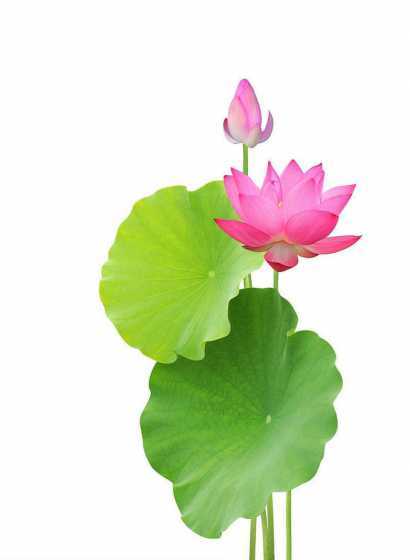 莲花叶子是白的为什么 莲花的叶子是什么样子的