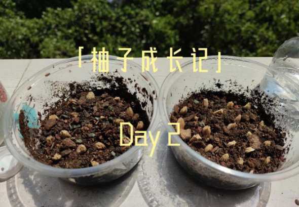 在家柚子种子怎么种植 柚子吃剩下的籽怎么种植可以出苗