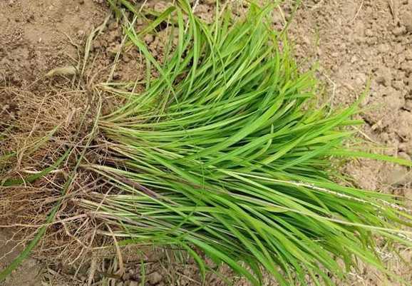 麦冬草一平米多少钱 1公斤细叶麦冬草可以栽植多少平方米面积