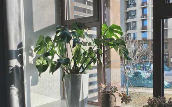 阳台温度高怎么养盆景 夏季应该如何养护阳台微型盆景具体如何操作