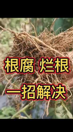 出现烂根现象怎么处理 烂根应该如何处理