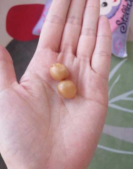 君子兰种子为什么不红 君子兰的种子是红色的,要不要去皮,怎么去呢