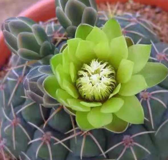 绯花玉都有什么颜色花 绯花玉哪个颜色好看