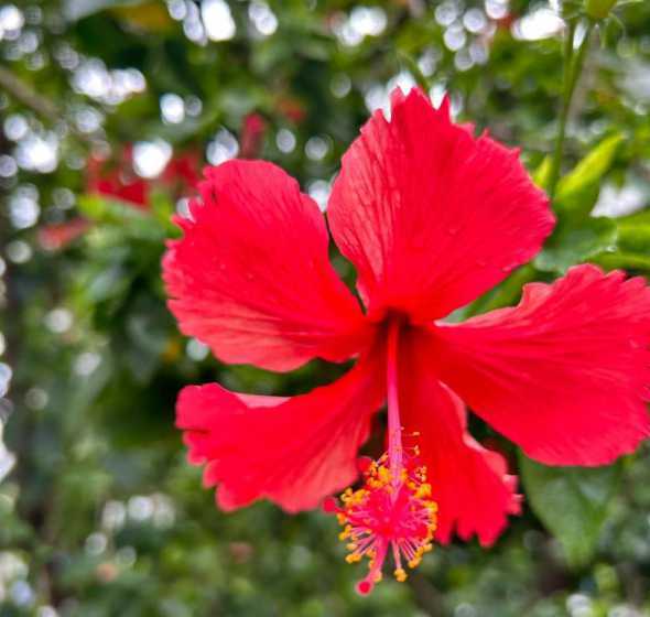 南宁的市花是什么花啊 南宁市的市花是什么