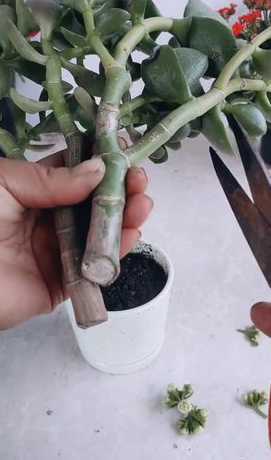 景天玉树怎么剪枝扦插 玉树和景天树树是一种植物吗