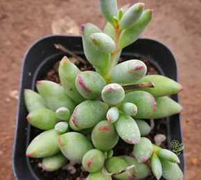 多肉植物精灵豆怎么养 10大最美多肉植物