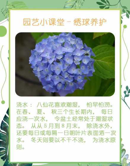 冬天种绣球要注意什么 冬天绣球花的养殖方法和注意事项