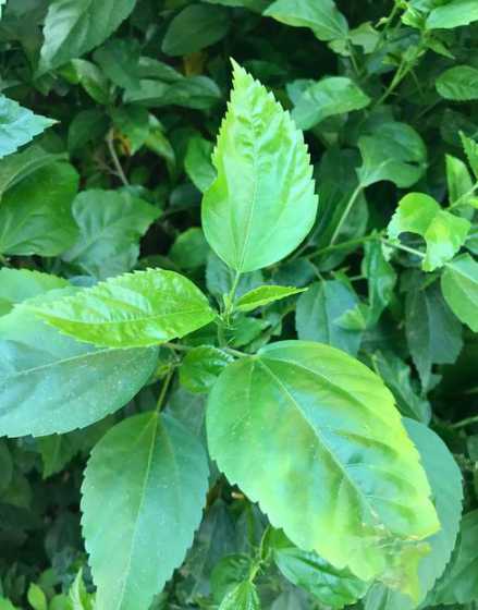朱槿花叶子发软为什么 朱槿花的叶子下垂是什么原因