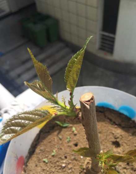 樱花树叶的红点是什么 樱花树叶上的小红点有什么用