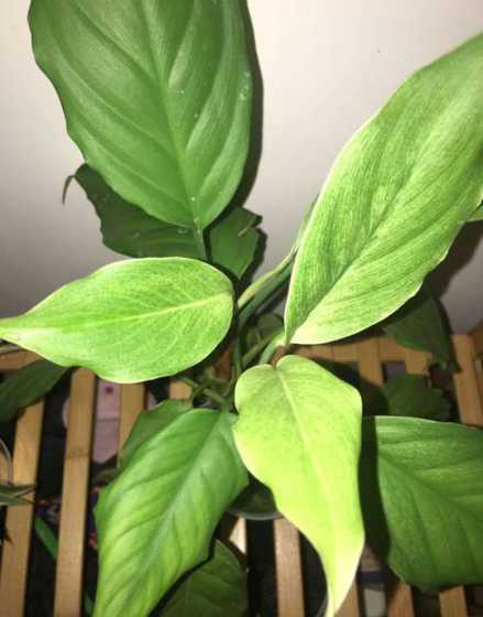 植物为什么养着不绿了 为什么绿萝的叶子养着养着就黄了,是不是得病了