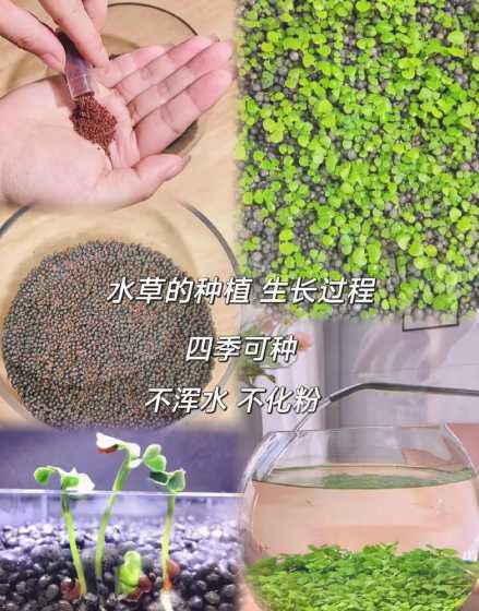 水草种子怎么养殖方法 水草种子怎么种植