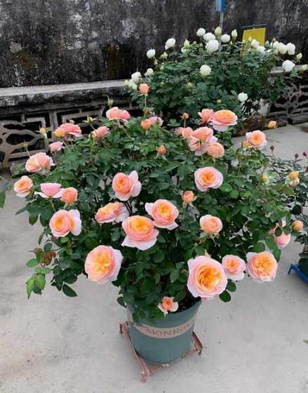 盆栽月季度夏注意什么 夏天养月季,需要注意哪些方面的养殖工作