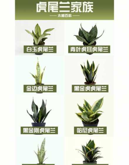 为什么虎尾兰不用浇水 为什么虎皮兰长期不浇水不能死去