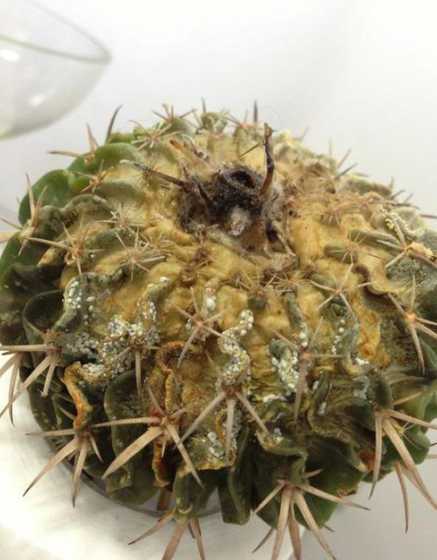 水培仙人球为什么烂根 水培仙人掌