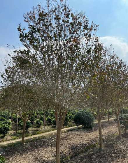 紫薇栽种后多久看成活 有谁知道如何栽种紫薇
