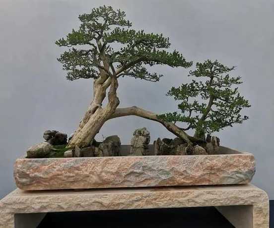 过桥盆景枝条怎么造型 如何制作枸杞盆景