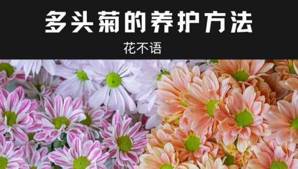 多头菊养殖有什么作用 菊花养在家里好不好